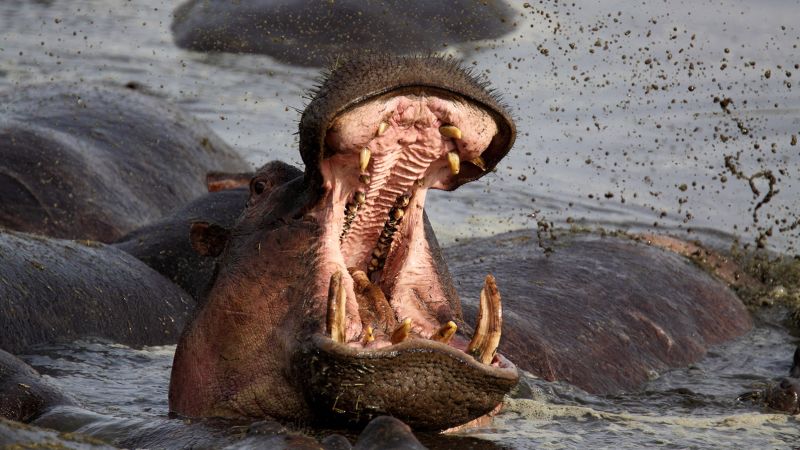 Stay safe from hippos: Protect yourself from Africa’s top land threat