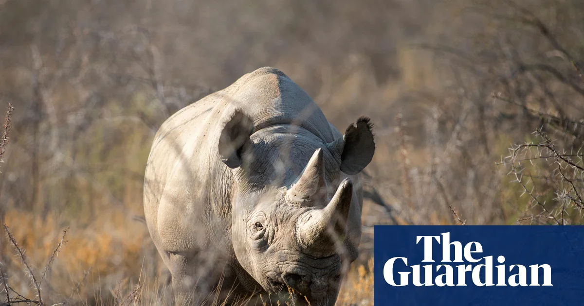 Namibia Calls in Army to Battle Devastating Wildfire in Etosha