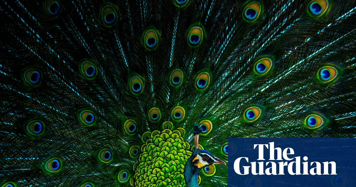 Florida man accused of killing and eating his own pet peacocks, authorities say