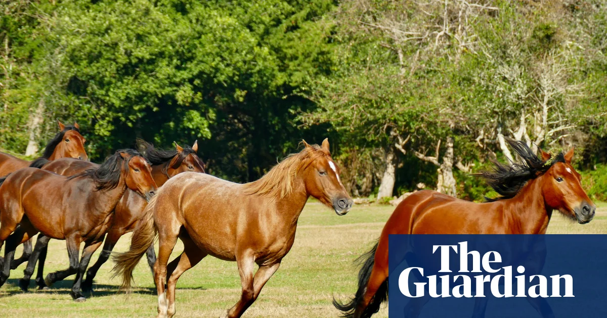 New Forest Pony Branding Is an Unjust Practice Against Our Heritage