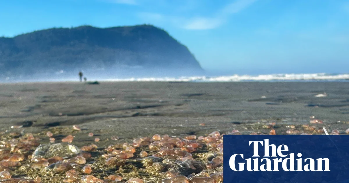 Thousands of sea cucumbers wash up along Oregon coast, raising concerns about nature's chaos