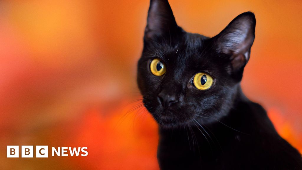 Catalonia town bans Black Cat adoptions this Halloween, citing safety concerns