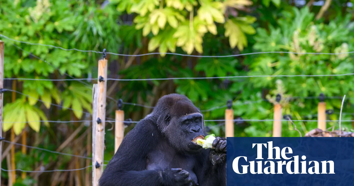Bristol Zoo: ‘Loneliest’ Gorillas Thriving, Stronger Than Ever