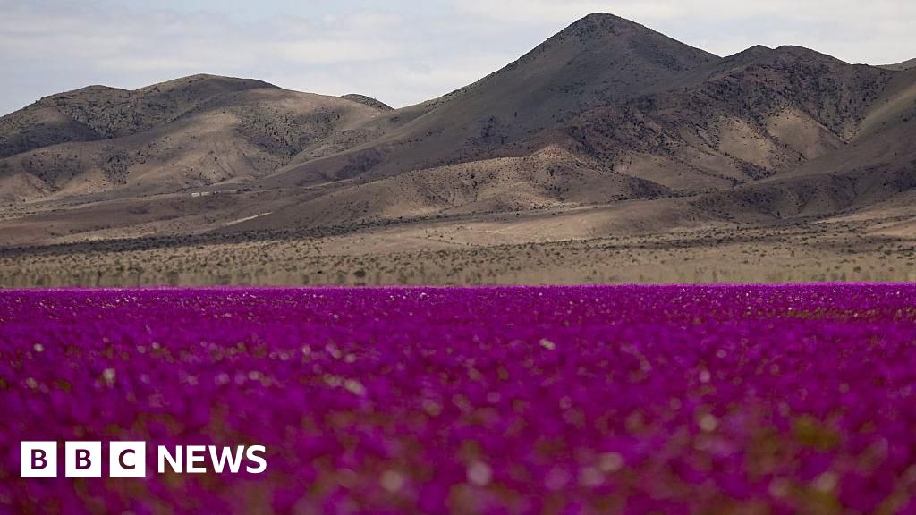 Rare wildflower bloom ignites hope in Chile's Atacama Desert