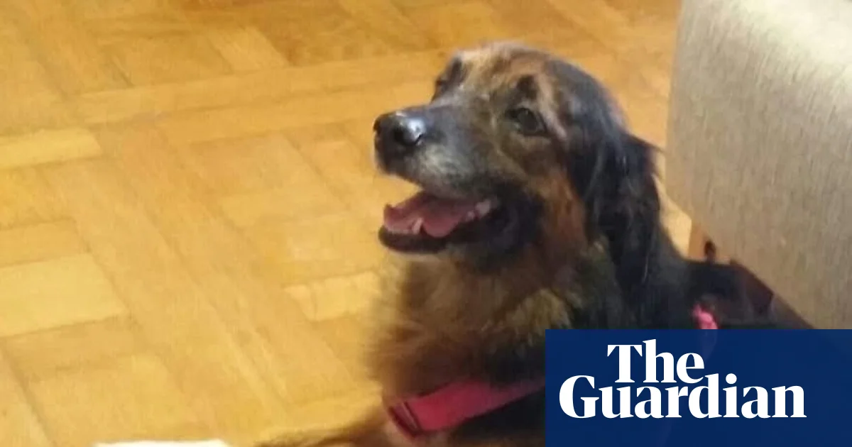 EU Court: Pets on Flights Now Just Baggage—Standards Lowered for Travelers