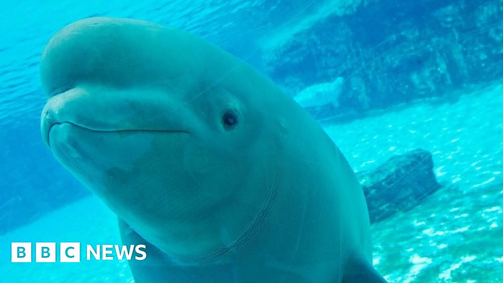 Canadian amusement park considers euthanizing 30 beluga whales amid growing concerns