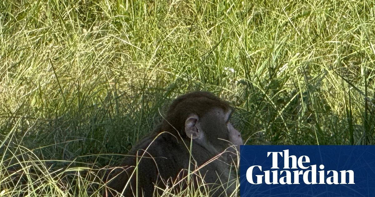Mississippi Woman Shoots Escaped Monkey After Truck Crash