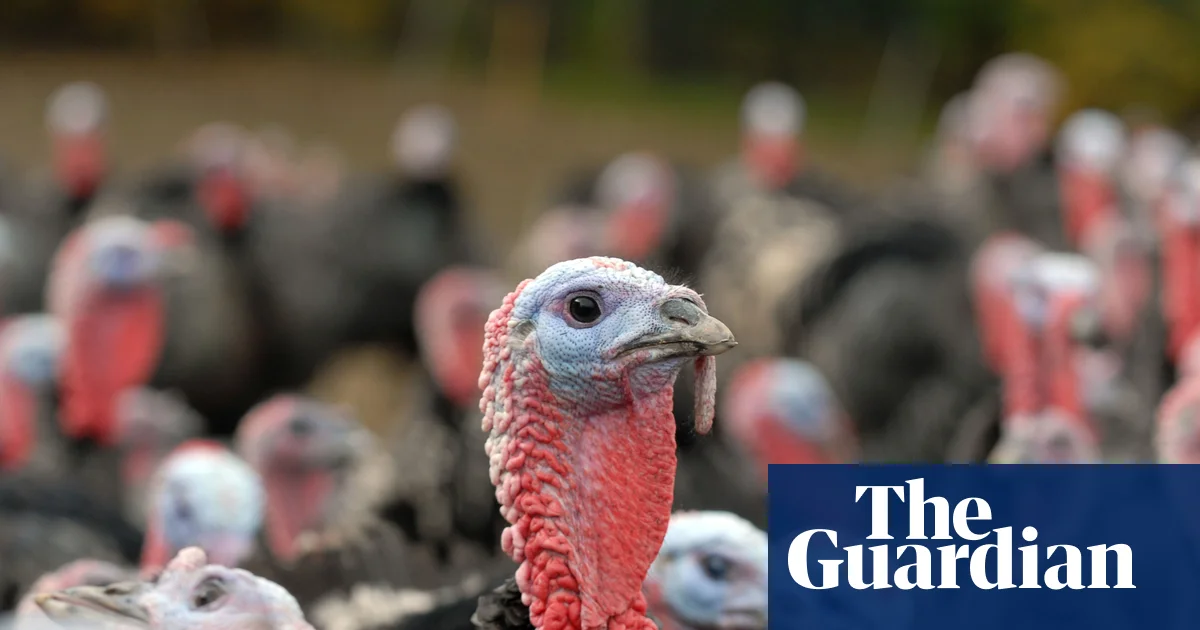 UK bird flu chaos threatens Christmas turkey supply—industry on edge