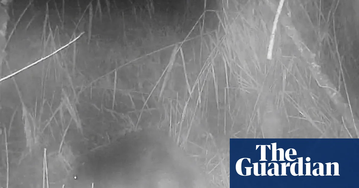 First wild beaver in Norfolk in 400 years sparks curiosity and debate