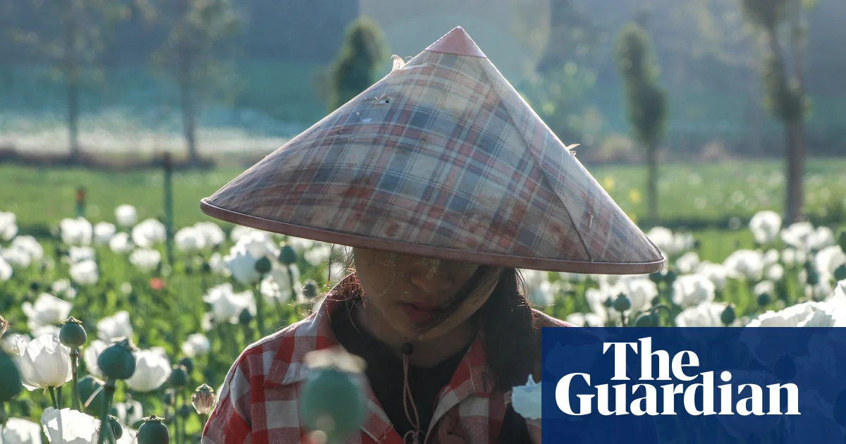 Myanmar farmers turn to opium as conflict drives them into illegal trade