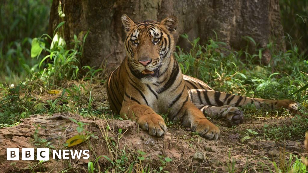 Interpol’s Tiger Trafficker Breaks Cover in India—Arrested by Authorities