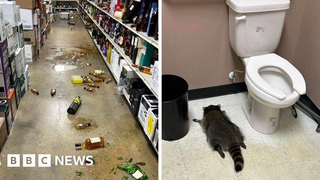Drunk raccoon crashes liquor store after break-in, caught snoozing on the job