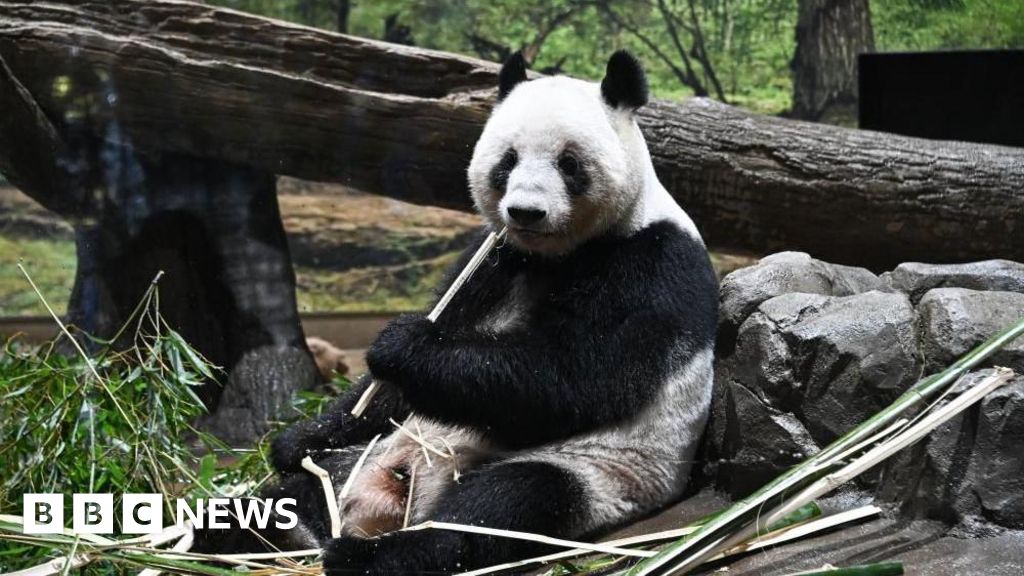 Japan hands pandas back to China as U.S.-China tensions heat up