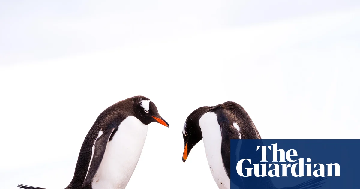 Gentoo Penguins Lead the Charge as Bird Flu Hits Australian Shores—H5N1 Spreads to Our Wildlife