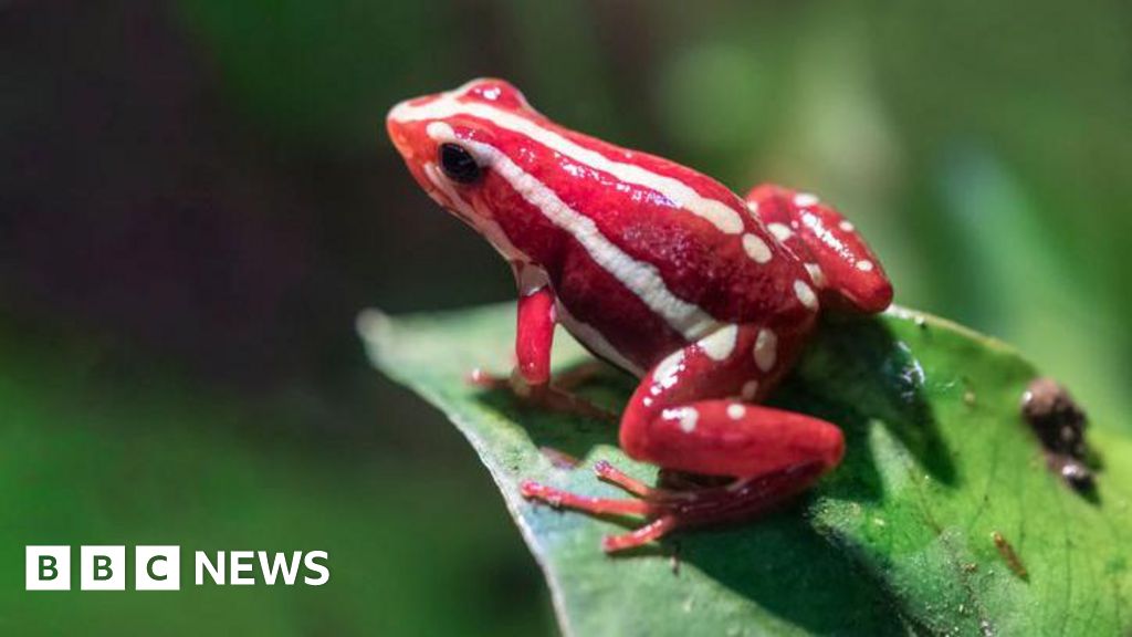 What’s the truth about the dart frog toxin linked to Navalny’s case?