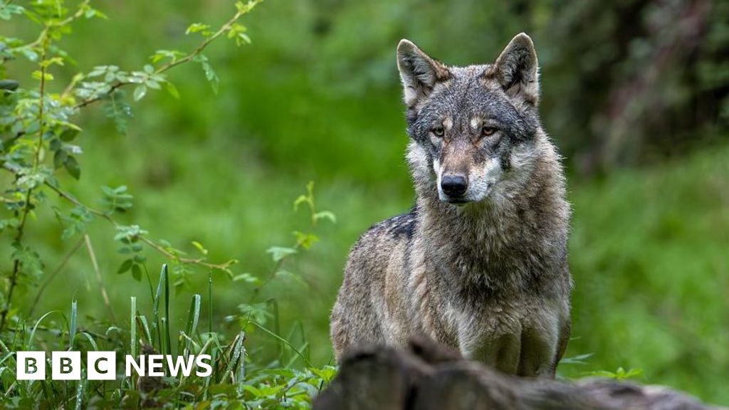 Wolf bites woman in shocking Hamburg assault amid growing wildlife concerns