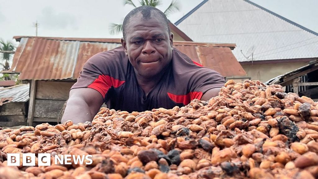 Cocoa farmers in Ghana and Ivory Coast hit hard as chocolate prices tumble