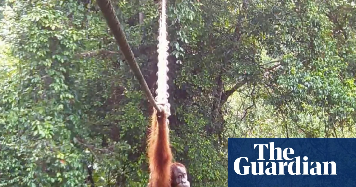 Excitement as Sumatran orangutan safely crosses road via canopy bridge for first time—a big win for endangered species!