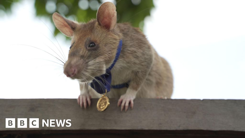Cambodia Unveils Heroic Rat Statue Honoring Landmine-Detecting Hero