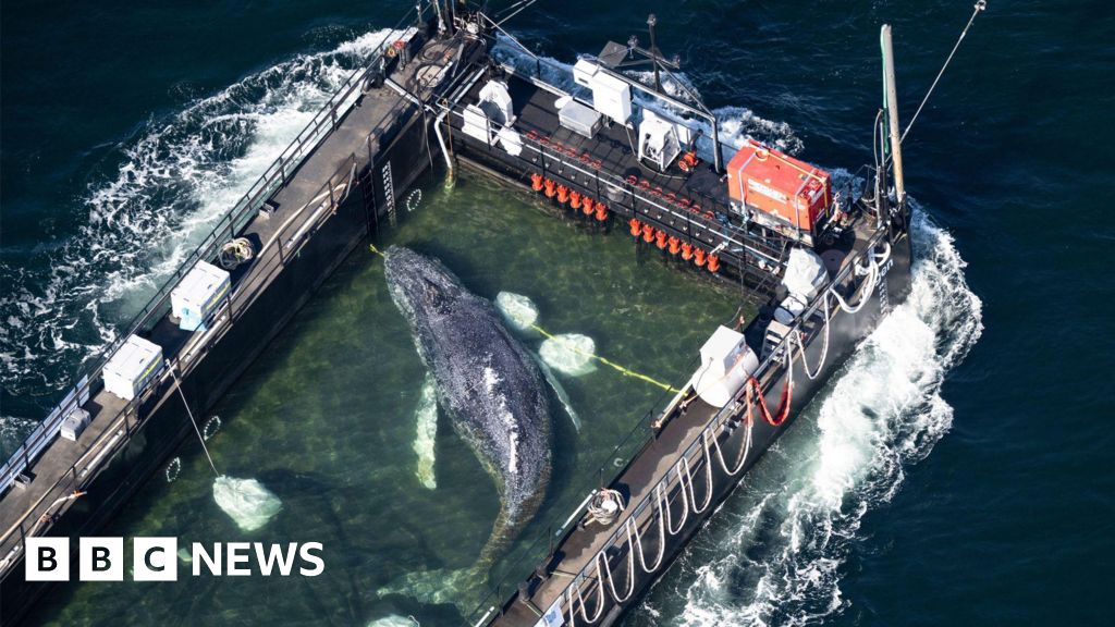 Young whale rescued from German waters and safely moved out on a barge