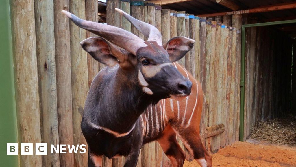 Endangered Antelopes Return to Kenya from Czech Zoo in Historic Homecoming