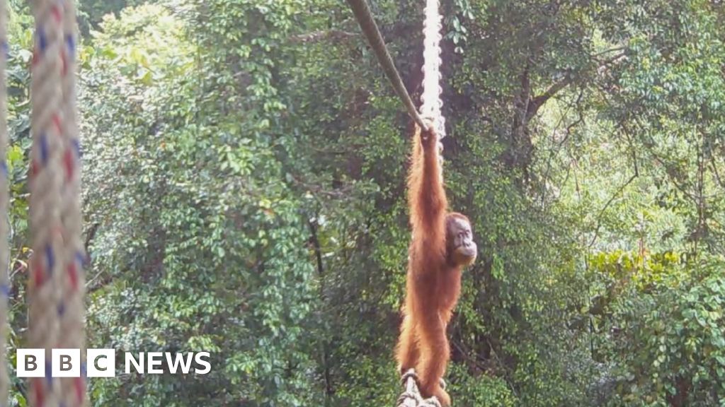 Orangutan crosses new bridge to bring split community together