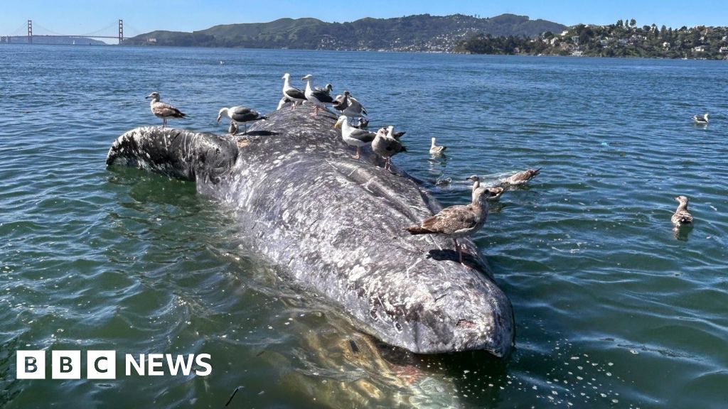 Why are Gray Whales Keep Dying in San Francisco?