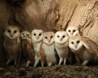 Artist Robert Fuller's Nestbox Cameras Transform Wildlife Observation into a YouTube Phenomenon
