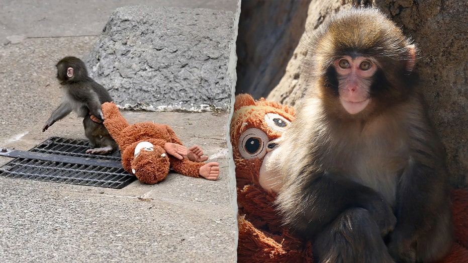 American Tourists Arrested in Japan After Alleged Break-in at Viral Monkey Enclosure